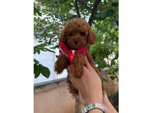 SHOW kalite poodle yavru