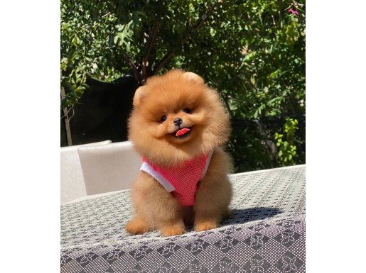 Peluş Teddy Boo 