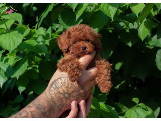 Küçük Kore poodle