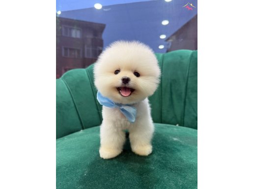 Peluş boo 