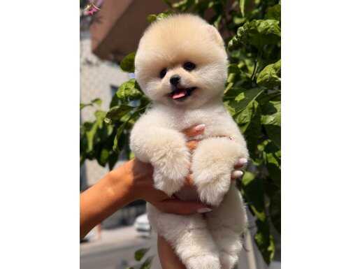 Pamuk şeker boo