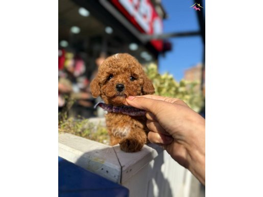 Küçük boy poodle bebiş