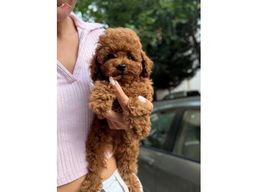 Orijinal SHOW kalite Poodle dostumuz 