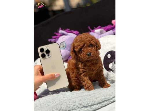 Red brown Poodle bebiş