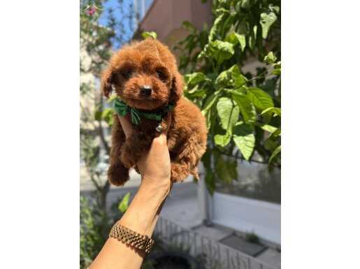 Güler yüzlü sempatik Poodle yavrumuz