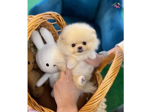 Teacup pomeranian boo