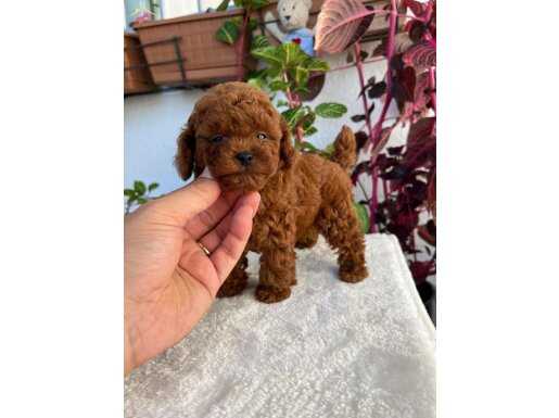 Red brown orijinal kore 