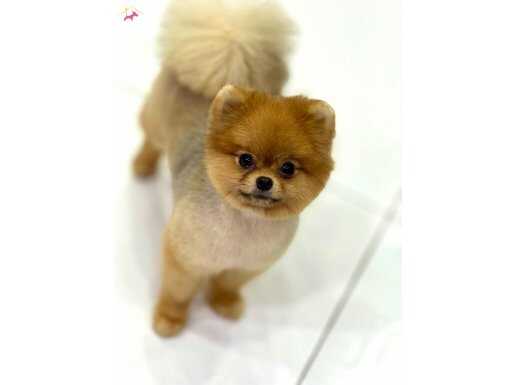 1 yaş Yetişkin dişi kahve teddy 