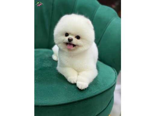 9 aylık yetişkin boo