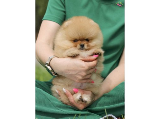 Peluş Boo’meranian 