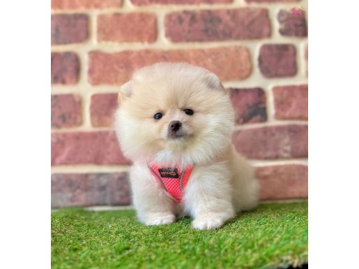 Vanilyalı Pamuk Şeker