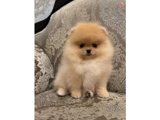 Orijinal İzmit Pişmaniyesi 