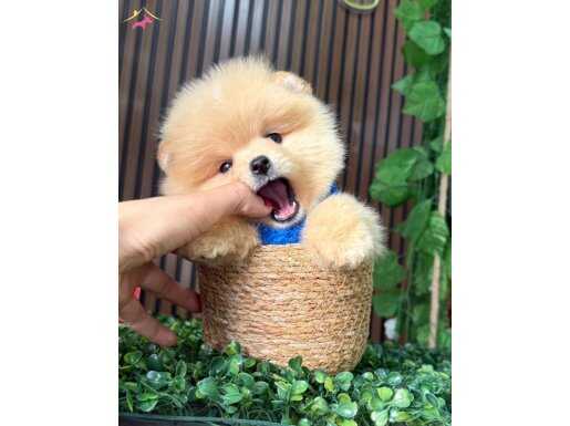 Pom Bebek