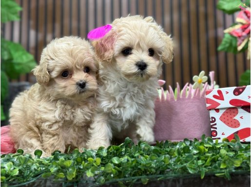 SHOW kalite maltipoo bebişlerimiz