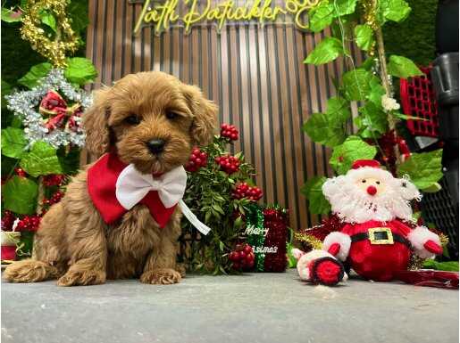 Açar mısınız efendim kapıyı