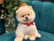 Orijinal SHOW kalite pomeranian yavrumuz 