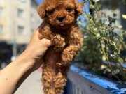 Küçük boy güler yüzlü SHOW kalite Poodle yavrumuz
