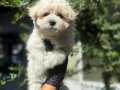Orijinal küçük boy maltipoo yavrumuz