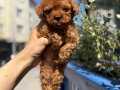Küçük boy güler yüzlü SHOW kalite Poodle yavrumuz