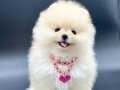 güler yüzlü peluş pomeranian yavrumuz