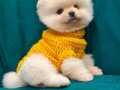 Peluş sempatik pomeranian yavrumuz