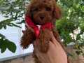 SHOW kalite poodle yavru