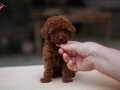 Küçük boy Poodle yavru