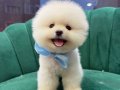 Peluş boo 