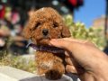 Küçük boy poodle bebiş