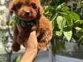 Güler yüzlü sempatik Poodle yavrumuz