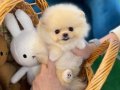 Teacup pomeranian boo