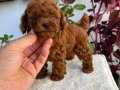 Red brown orijinal kore 