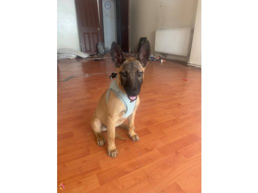 ORJINAL BELCIKA KURDU (MALINOIS) 3 AYLIK
