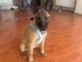ORJINAL BELCIKA KURDU (MALINOIS) 3 AYLIK