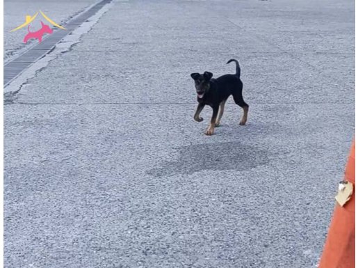 3.5 aylık orjinal Doberman ilgilenen iletişime gece bilir 