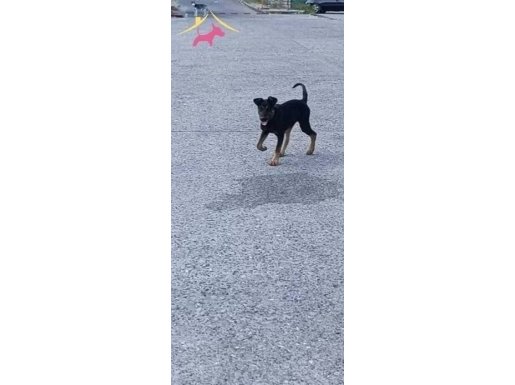 3 aylık orjinal Doberman 
