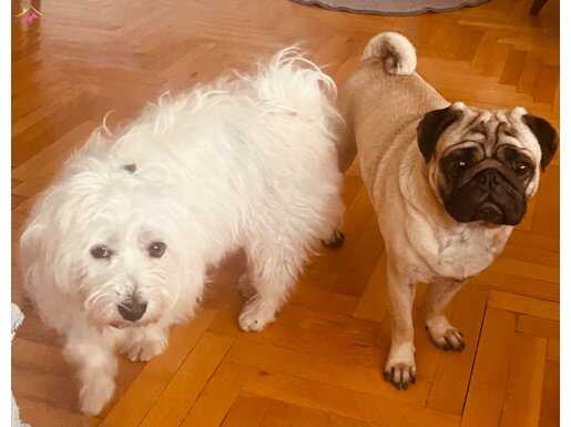 Fox ve pupy birlikte sahiplendirilcek