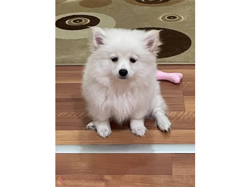Sahibinden beyaz Pomeranian boo