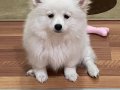 Sahibinden beyaz Pomeranian boo