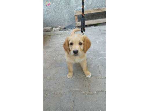 Erkek 3 aylık Golden 