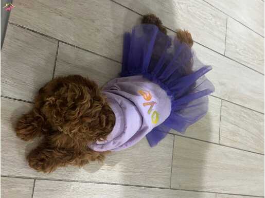 Toy poddle 