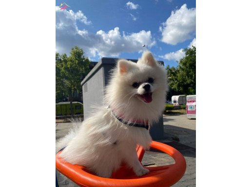  1Yaşında Erkek Pomeranian – Sağlıklı ve Sevgi dolu