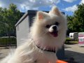  1Yaşında Erkek Pomeranian – Sağlıklı ve Sevgi dolu