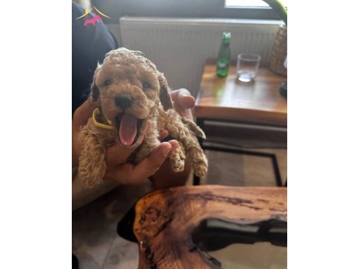 Toy Poodle Yavrular Yeni Yuvalarını Bekliyor.