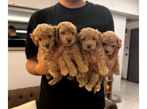 Toy Poodle Yavrular