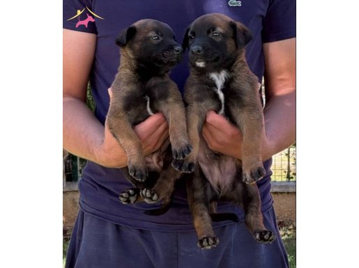 A Secere Show Malinois Yavrular Yeni Yuvalarını Bekliyor