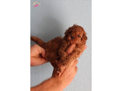Red Brown Toy Poodle Yavrular Yeni Yuvalarını Bekliyor