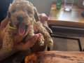 Toy Poodle Yavrular Yeni Yuvalarını Bekliyor.