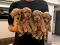 Toy Poodle Yavrular