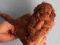 Red Brown Toy Poodle Yavrular Yeni Yuvalarını Bekliyor
